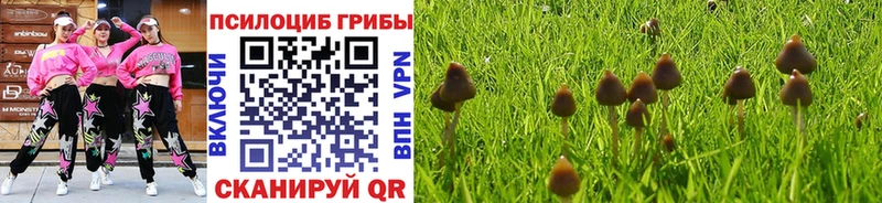 купить цена Аркадак Псилоцибиновые грибы прущие грибы